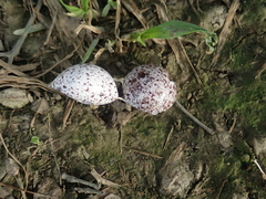 Pycnonotus sinensis formosae