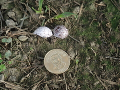 Pycnonotus sinensis formosae