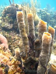 Callyspongia aculeata