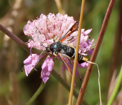 Pyropteron chrysidiforme