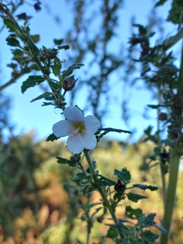 Image of Pavonia columella by (c) Brian du Preez, some rights reserved (CC BY-SA)