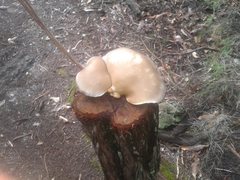 Pleurotus australis