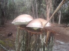 Pleurotus australis