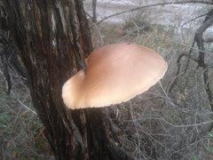 Pleurotus australis