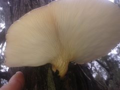 Pleurotus australis