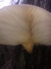 Pleurotus australis