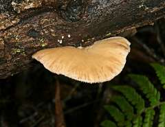 Crepidotus nephrodes