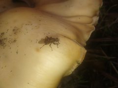 Tapeigaster cinctipes