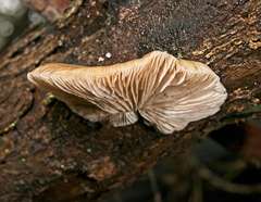 Crepidotus nephrodes