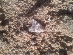 Heliothis punctifera