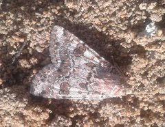 Heliothis punctifera