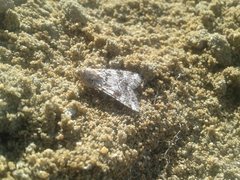 Heliothis punctifera