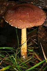 Stropharia formosa