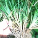 Carex cumberlandensis - Photo (c) Joey Shaw, algunos derechos reservados (CC BY-NC), subido por Joey Shaw