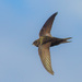 Common Swift - Photo (c) Алексей Эбель, some rights reserved (CC BY-NC), uploaded by Алексей Эбель