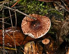 Lepiota haemorrhagica