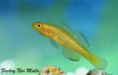 Golden Sulawesi Goby photo 3