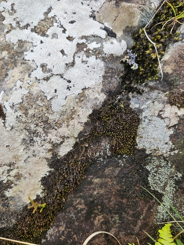 Image of Marsupella emarginata by (c) Helen Waterman, some rights reserved (CC BY)
