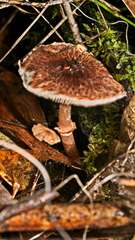 Lepiota haemorrhagica