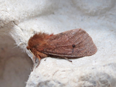 Phragmatobia assimilans