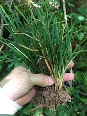Carex cumberlandensis