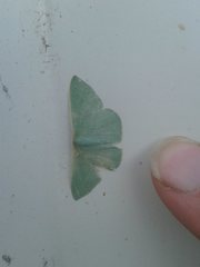 Prasinocyma ocyptera