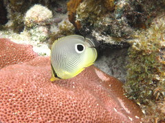 Foureye Butterflyfish photo 4