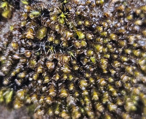 Marsupella emarginata