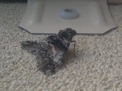 Gastrinodes argoplaca