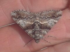 Gastrinodes argoplaca