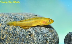 Golden Sulawesi Goby photo 4