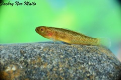 Golden Sulawesi Goby photo 5