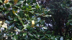 Magnolia grandiflora