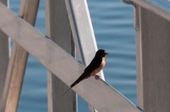 Hirundo rustica erythrogaster