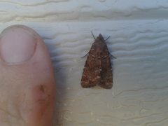 Heliothis punctifera