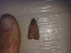 Heliothis punctifera