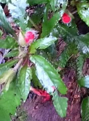 Nautilocalyx erytranthus