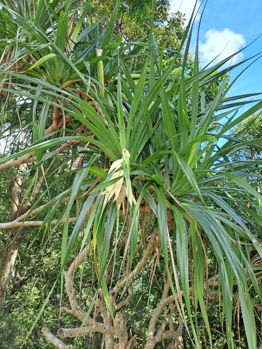 Tahitian screwpine (Pandanus tectorius)