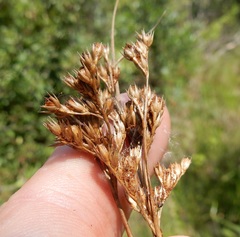 Juncus interior