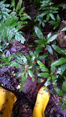 Nautilocalyx erytranthus