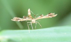 Oxyptilini