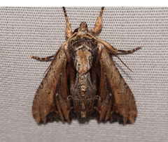 Apamea verbascoides