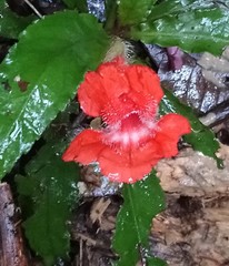 Nautilocalyx erytranthus
