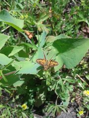 Taractrocera papyria agraulia