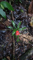 Nautilocalyx erytranthus