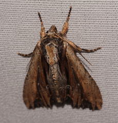 Apamea verbascoides