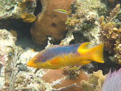 Bodianus rufus