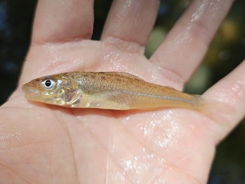 Silver chub (Percopsis omiscomaycus) — Percopsidae — 2