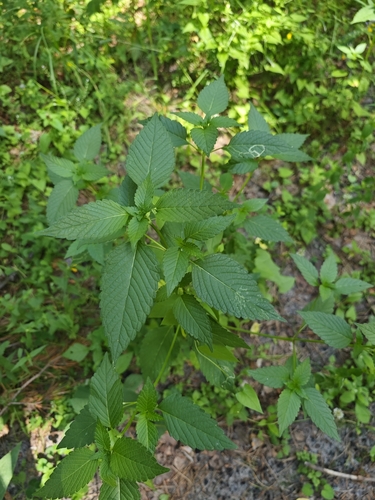 Galeopsis tetrahit iNat (2)