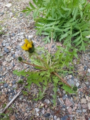 Taraxacum officinale